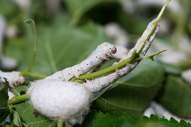 ver à soie - silkworm photos et images de collection