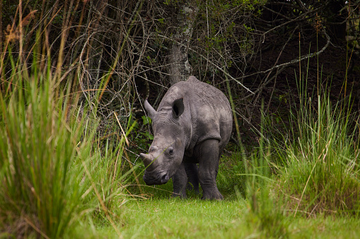 Photo of a young rhino posing in tall grass infront of trees