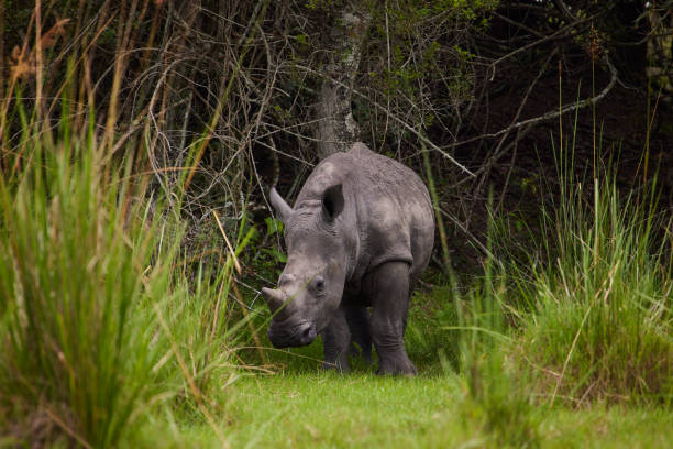 mały nosorożec stojący w wysokiej trawie - thomsons gazelle zdjęcia i obrazy z banku zdjęć