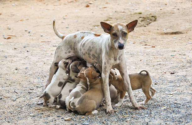 perro callejero madres lactantes alimentar con leche materna. - cachorro animal salvaje fotografías e imágenes de stock