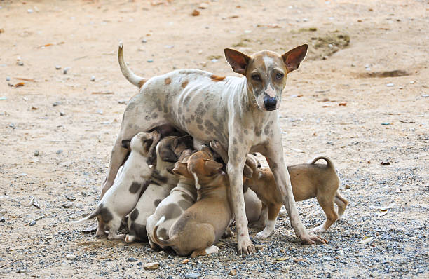 Stray mother dog feeding puppies with milk. stock photo