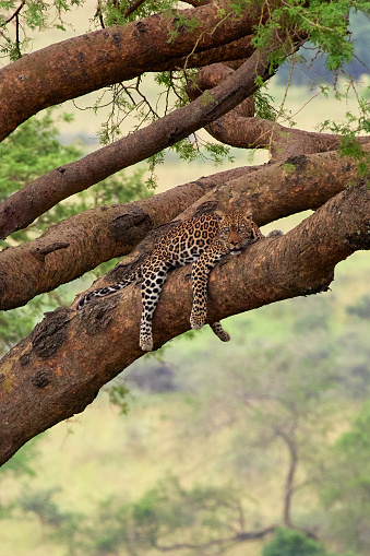 A leopard cat is seen resting on top of large tree in african reservation on overcast day.