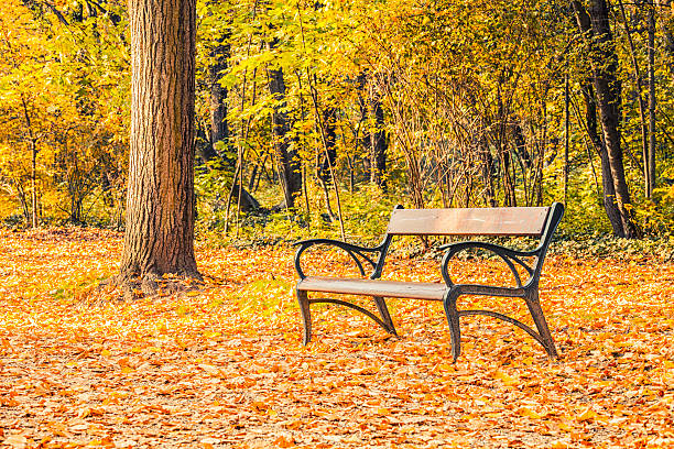 istock Autumn a park bench in Hungary 176722382