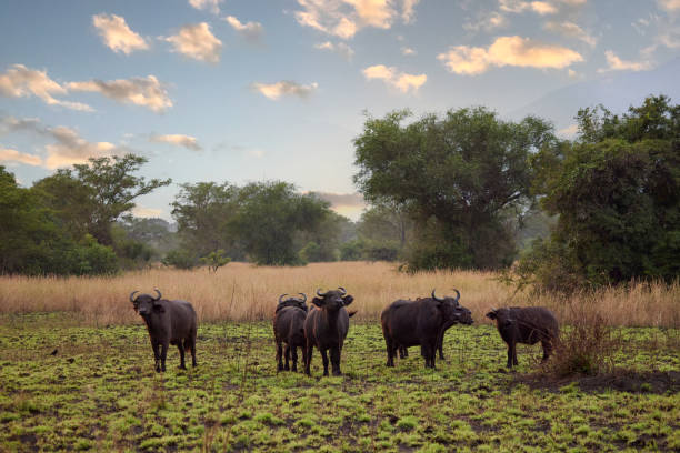 istock Herd of African Buffalo in Field 1767224487
