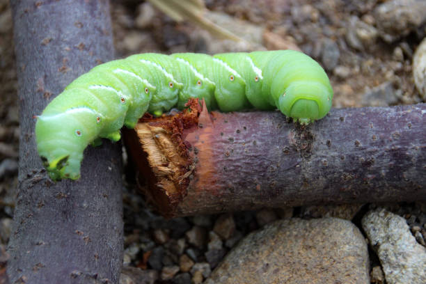 Bright Green Luna Moth Caterpillar