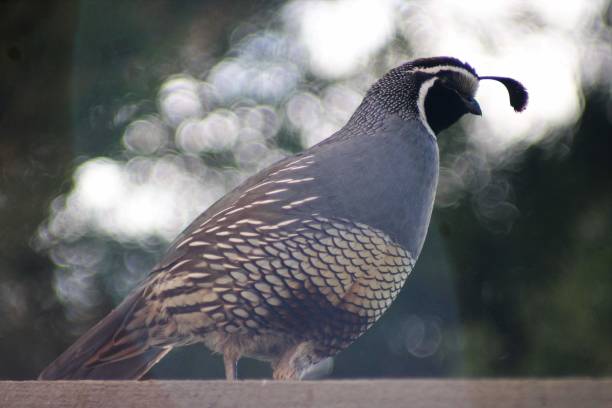 istock Beautiful Quail resting on fence 1767225021