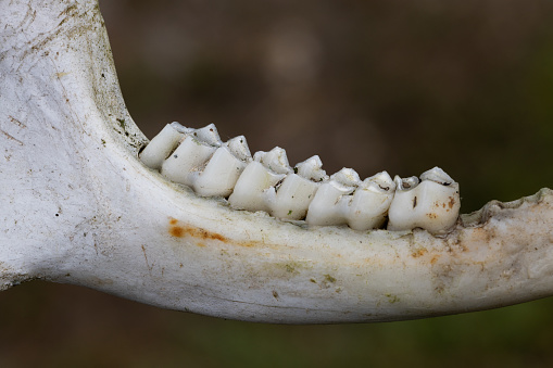Bone jaw of a wild boar Close up - Slovenia
