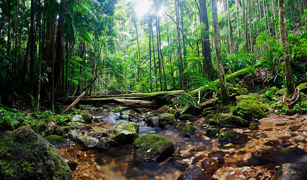 deszczowy strumień panorama - rainforest forest river australia zdjęcia i obrazy z banku zdjęć