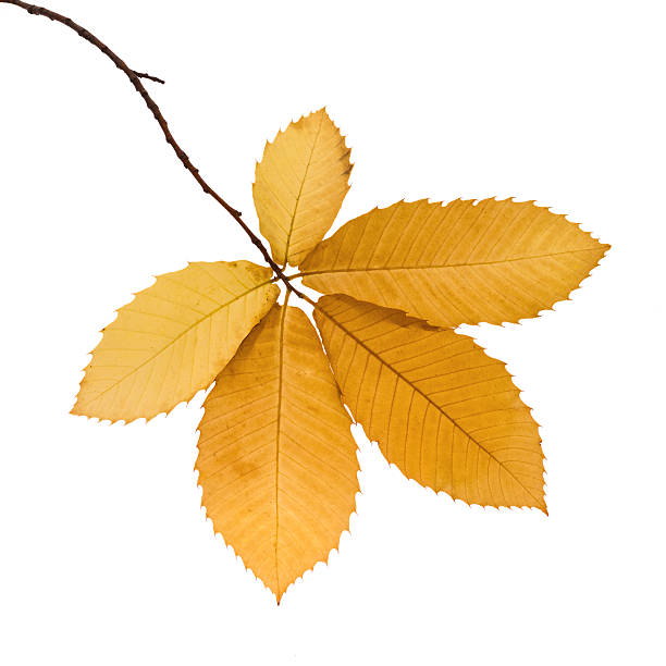 autumn colored chestnut leaves branch