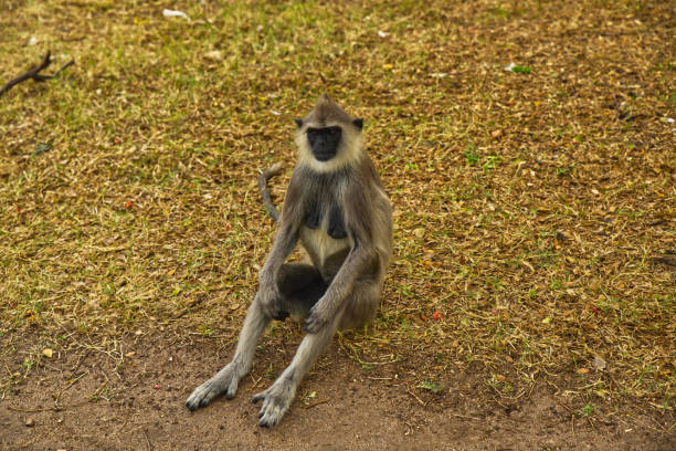 istock Wild monkey family in Sri Lankan forest 1767244149