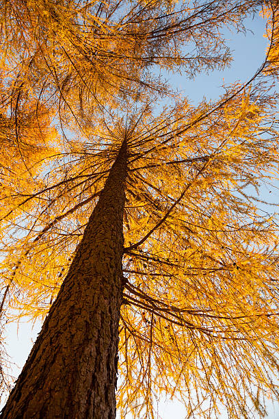 A very big larch tree in autumn colors seen from below