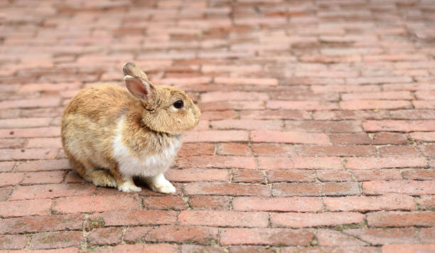 Cute a brown and white rabbit on red brick ground with copy space