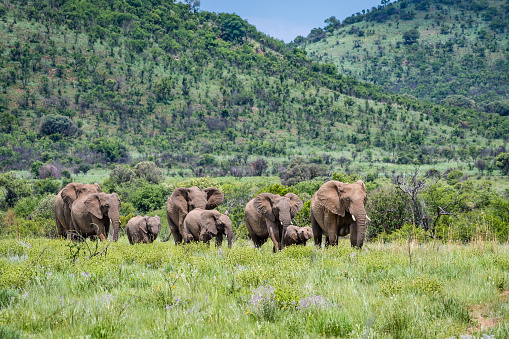 A herd of african elephants in a green and grassy landscape