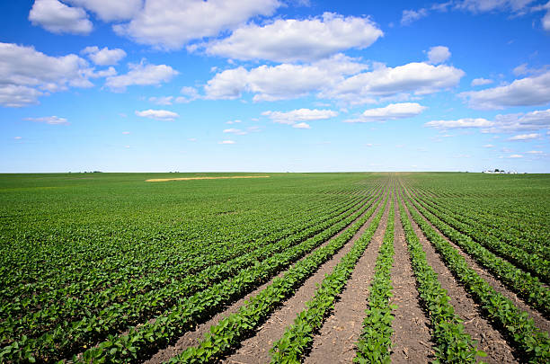 istock Rows of Iowa soybeans 176724864