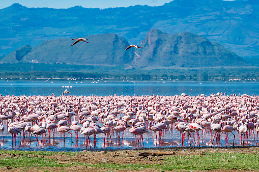 Thousands of lesser pink flamingos standing in Lake Elementaita with sleeping warrior in the background