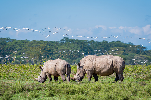 A white rhino ( Ceratotherium Simum) standing in a beautiful landscape, sunset, Ongava Private Game Reserve ( neighbour of Etosha), Namibia.  Horizontal.