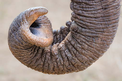 African elephant (Loxodonta Africana) in Hwange National Park