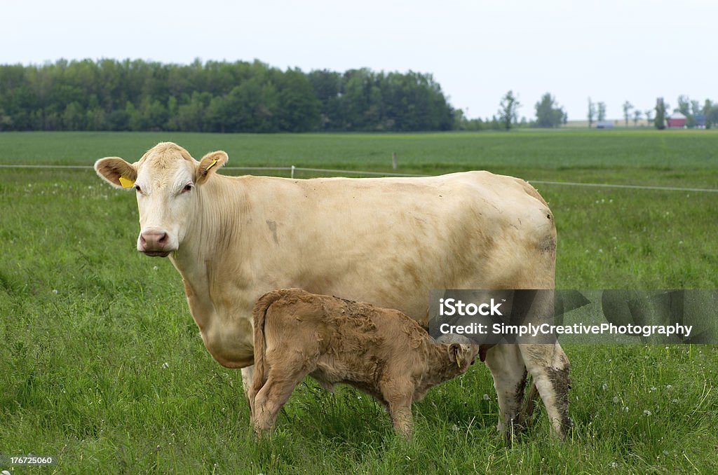 Calf Ssać mleko mleka krów - Zbiór zdjęć royalty-free (Cielę)