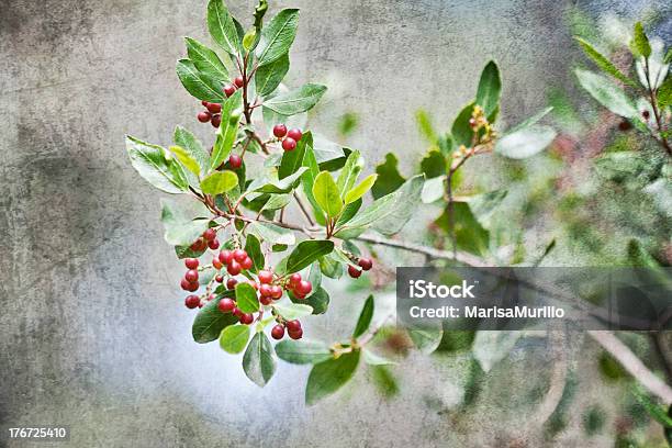Myrtus Stock Photo - Download Image Now - Affectionate, Anniversary Card, Arts Culture and Entertainment