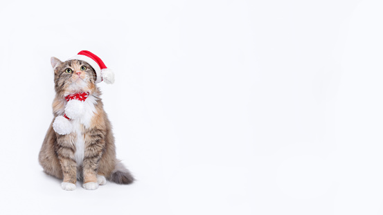 Christmas Cat on white background. Studio portrait of a ginger cat wearing Santa Claus xmas red cap looks up. Merry Christmas. Greeting card. Happy New Year 2024. Cat with Santa hat. Copy space