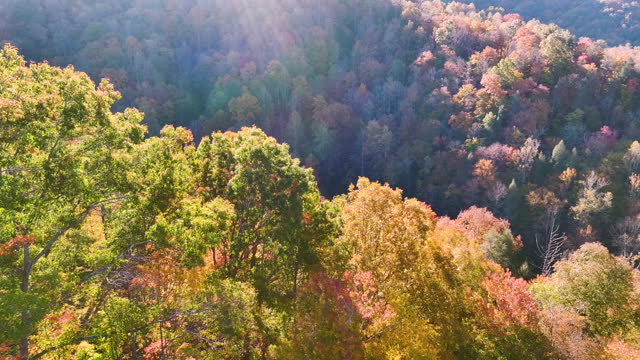 View from above of colorful woods with yellow and orange canopies in autumn forest on sunny day. Landscape of wild nature in autumn