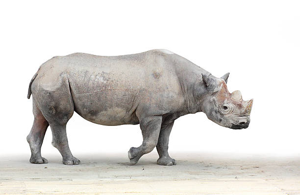 istock The Black Rhinoceros  (Diceros bicornis). 176727688