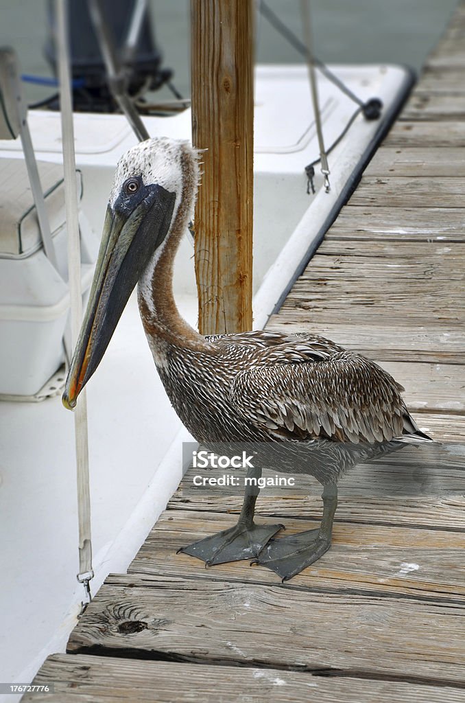 Pelican em um local pier - Foto de stock de Corrida de Barco a Motor royalty-free