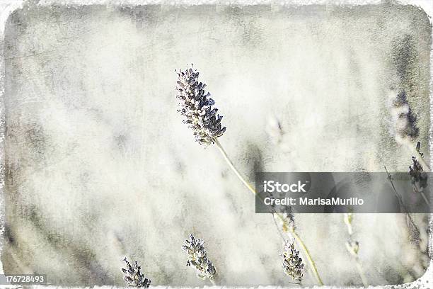 Lavanda Foto de stock y más banco de imágenes de Abstracto - Abstracto, Belleza de la naturaleza, Buqué