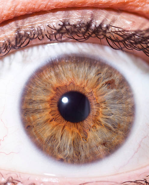 istock Close-up detailed view of a brown eye 176728799