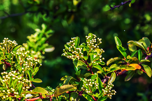 Nature spring background. Pyracantha coccinea white flowers in garden. White firethorn blossoming shrub outdoor. Blooming spring bush Pyracantha coccinea