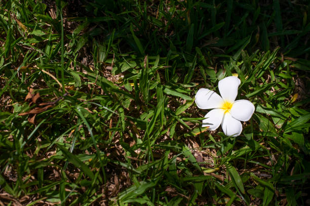 istock The only white flower that the figure drop on the ground. 1767294744