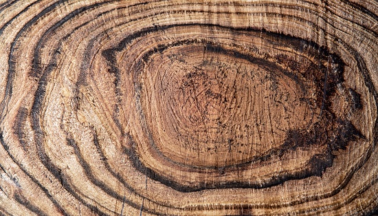 Wood grain texture. Ebony wood, can be used as background, round pattern background, isolated on white background