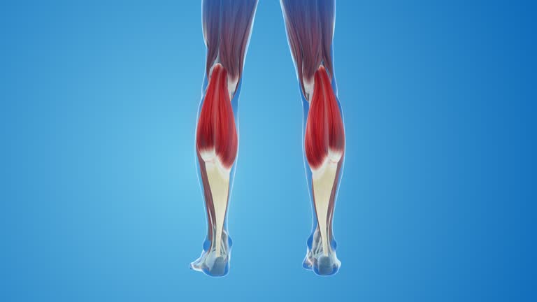 Gastrocnemius Muscles pain and injury