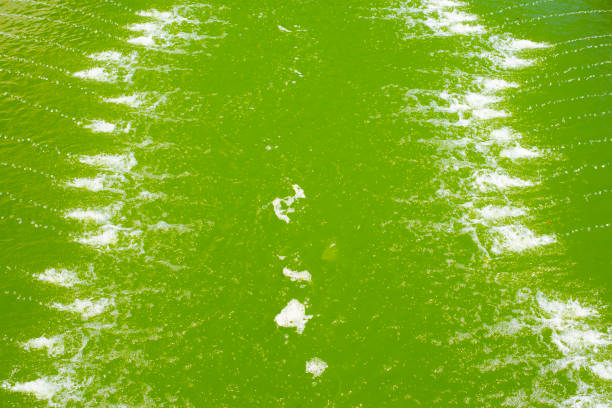 green tides and bubbles on the surface of the water. - well fountain water pipe pipe imagens e fotografias de stock