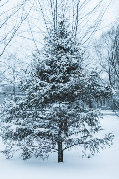 istock New Year and Christmas atmosphere in nature. 1767311094