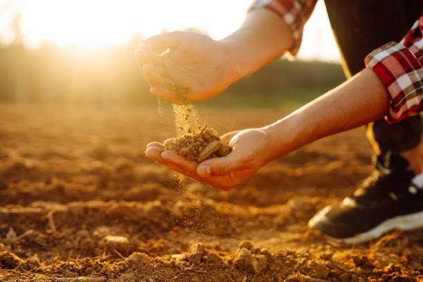 istock Black soil in the hands of a farmer. 1767312681