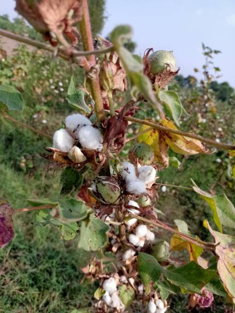 Close-up Cotton flower growing in a field photographed - stock photo Close-up Cotton flower growing in a field photographed. rag picker stock pictures, royalty-free photos & images