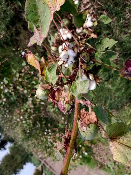 Cotton flower with seed growing in a field photographed - stoke photo Cotton flower with seed growing in a field photographed. rag picker stock pictures, royalty-free photos & images