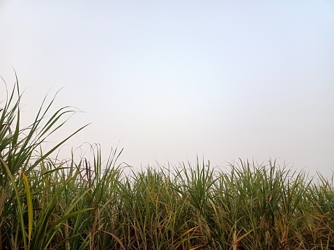 Sugar Cane Field touching sky Original shoot.