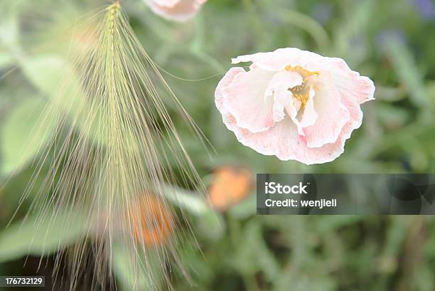 Rosa Papavero - Fotografie stock e altre immagini di Ambientazione esterna - Ambientazione esterna, Carolina del Nord - Stato USA, Close-up