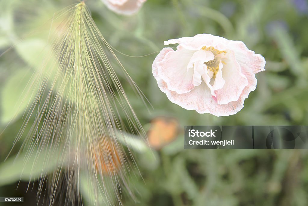 Papoula-de-rosa - Foto de stock de Carolina do Norte - Estado dos EUA royalty-free
