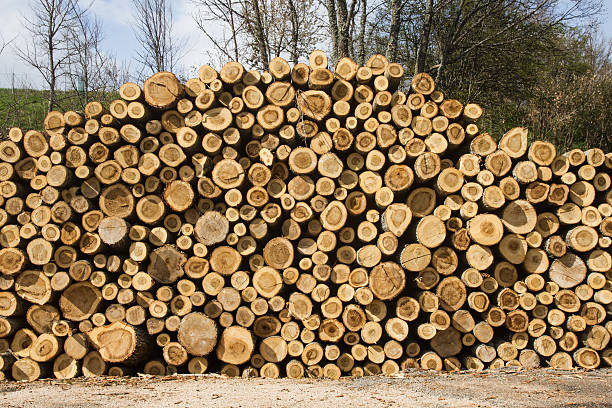 stapel sawn tree trunk-apilamiento de troncos aserrados - apilados stock-fotos und bilder