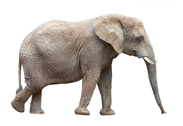 African elephant also known as loxodonta Africana