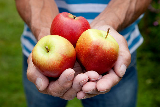 istock Fresh crop of apples 176732495