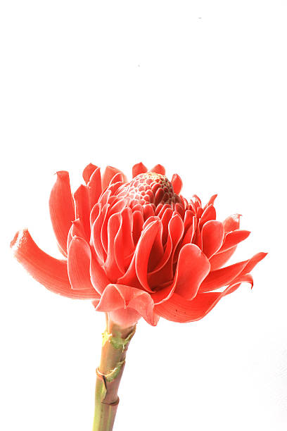 istock Etlingera elatior isolated on white background 176732881