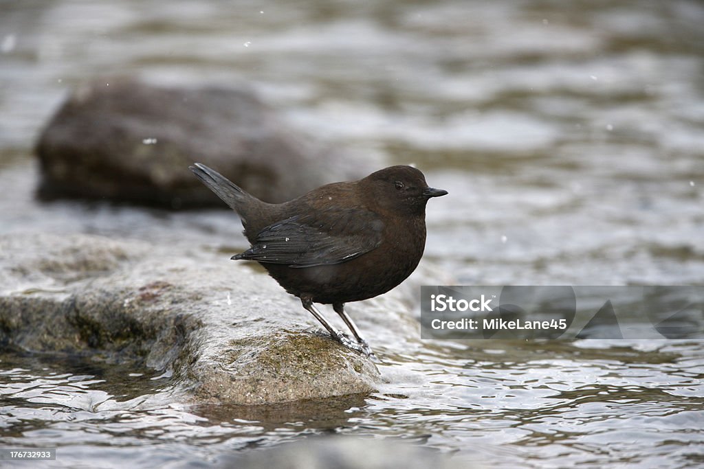 Mestolo marrone, Cinclus pallasii - Foto stock royalty-free di Acqua