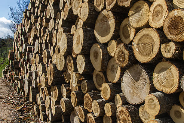 stapel sawn tree trunk-apilamiento de troncos aserrados - apilados stock-fotos und bilder