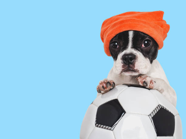 Lovable puppy and soccer ball. Isolated background. Closeup, indoors. Studio shot. Concept of care, education, obedience training and raising pets