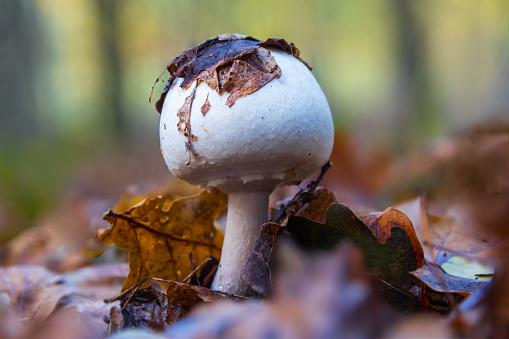 Horse mushroom, Agaricus arvensis in autumn forest