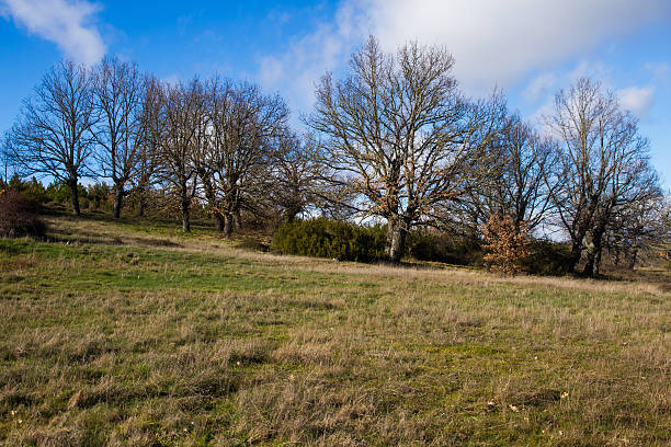 오크 나무-arboles 로블레스 - valley oak 뉴스 사진 이미지